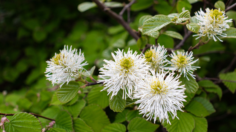 White bottle-brush like flowers of witch alder
