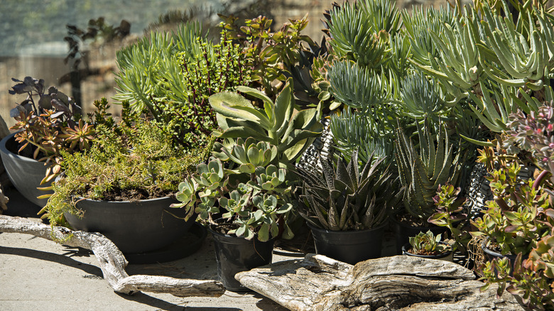 Succulents of various species grow from pots in a sunny, dry climate container garden.