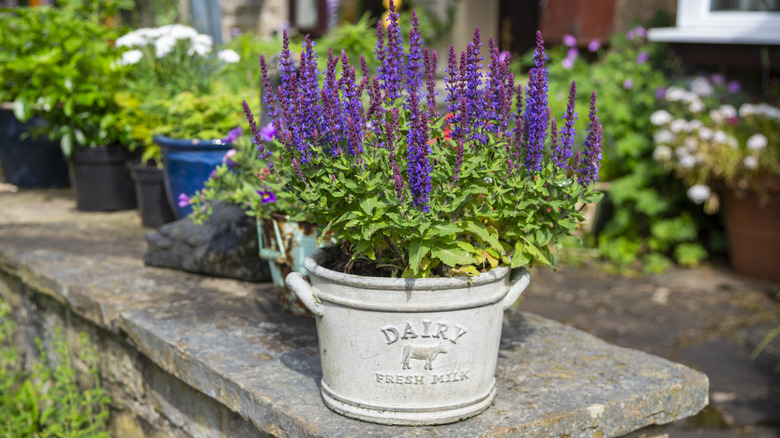 A purple salvia plant growing in a modern farmhouse-style bucket placed on a stone wall