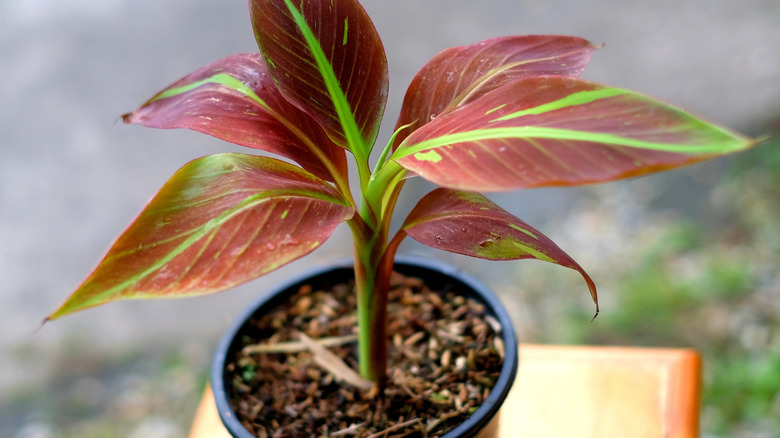 Red banana growing in a pot in a container patio garden