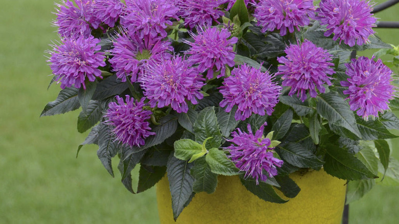 Proven Winners bee balm cultivar 'Pardon My Purple' is planted in a yellow ceramic pot