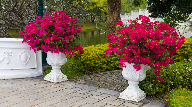 Bougainvilleas in white concrete baroque style planters sit either side of a paved garden path with a lake in the background.