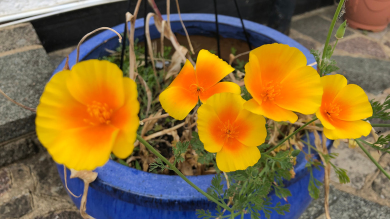 Large orange California poppy flowers bloom from a plant in a blue ceramic pot.