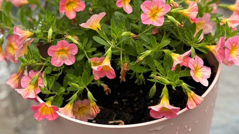 A peach flowered Calibrachoa grows in a plastic pot that's just been watered.