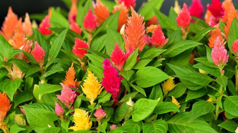 Red, orange, and pink celosia grow outdoors