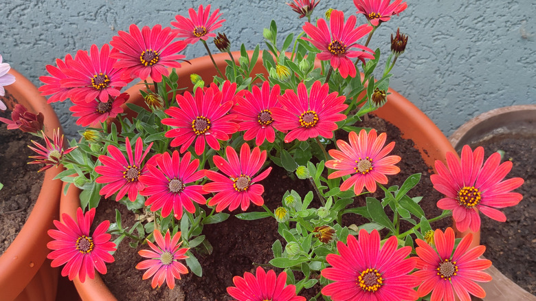 An orange plastic pot full of red flowering African daisies