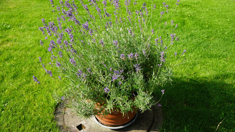 A terracotta pot full of English lavender sits in the center of a verdant green lawn