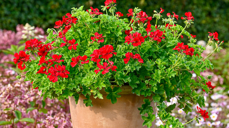 A red flowering bushy geranium sprouts from a terracotta pot with a thriving garden in the background