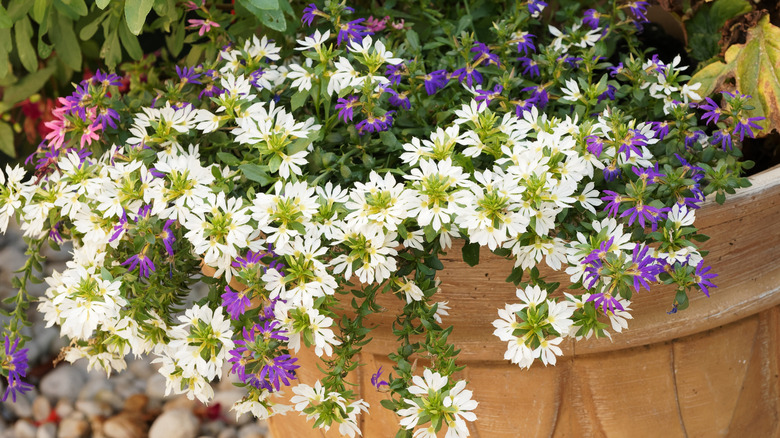 Pink, purple, and white fanflower plants cascade from a large decorative terracotta planter