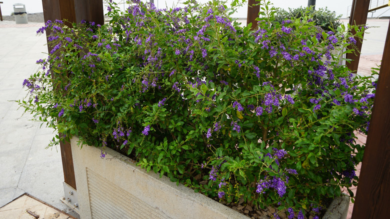 A golden dewdrop shrub spill out of a concrete planter at the entrance to an apartment complex