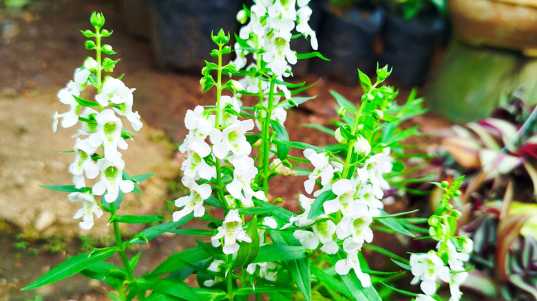A white flowered summer snapdragon grows from a black plastic nursery pot on a stone paved patio