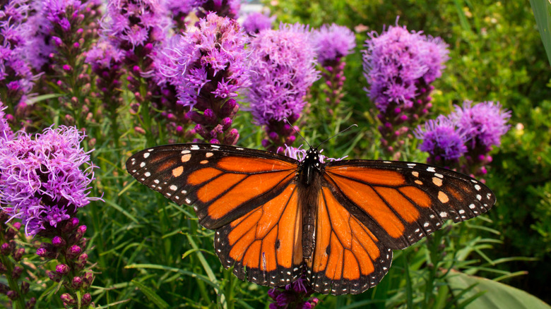A monarch butterfly feeds on prairie blazing star flowers growing in a container in a garden