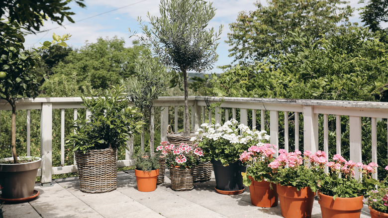 Flowering plants and shrubs in a balcony container garden thrive in full sun