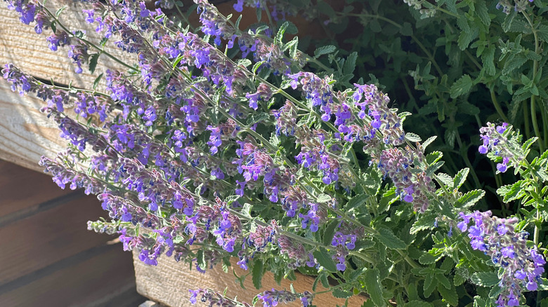 A purple flowering nepeta reaching for the sun from a concrete planter