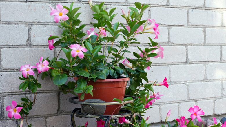 A Mandevilla vine growing in a small pot against a white brick wall