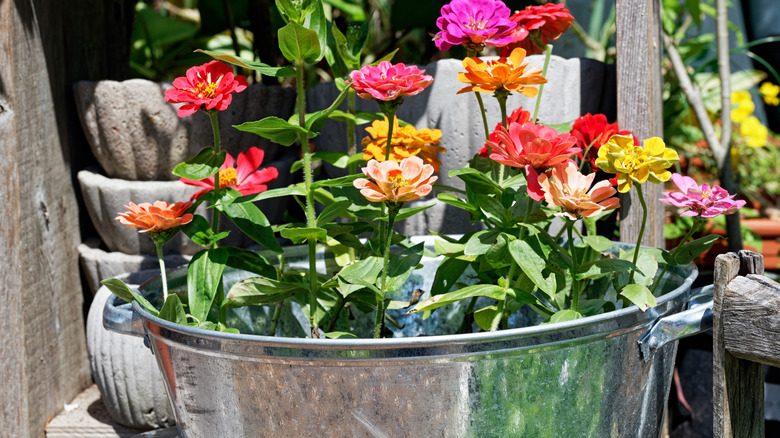A range of zinnia cultivars with different colored blooms sprout from a steel bucket planter in the bright sun