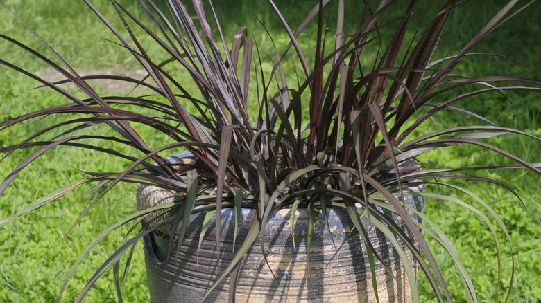 A black-leaved ornamental grass sprouts from a large concrete decorative pot sitting on a sunny lawn