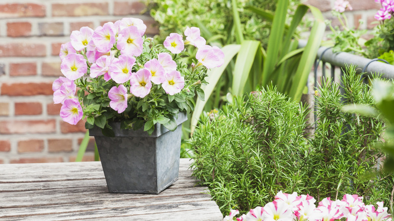 A petunia planted in a pot sits on a wooden sunny outdoor table beside other potted plants and herbs