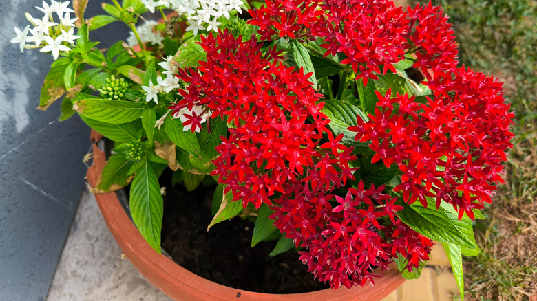 White and red flowered pentas plants grow in a round terracotta pot