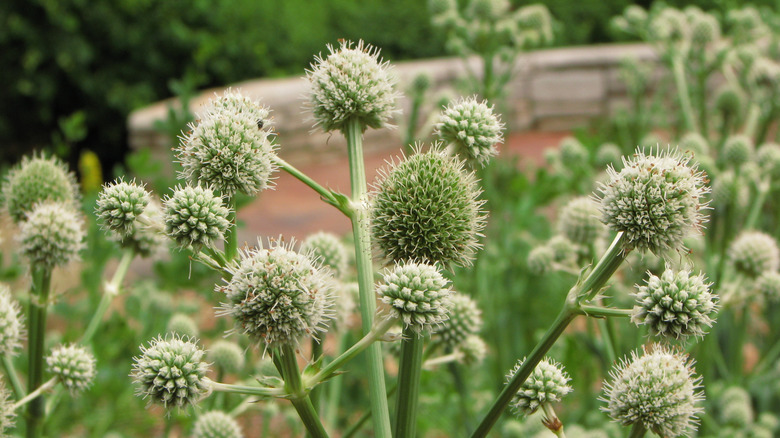 A bunch of rattlesnake master plants growing in planter with a large garden in the background