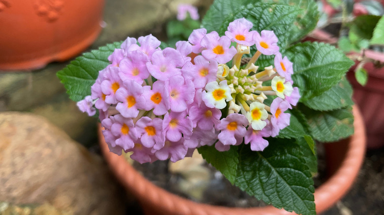 A pink flowering Lantana emerges from an orange plastic planter in a crowded container garden