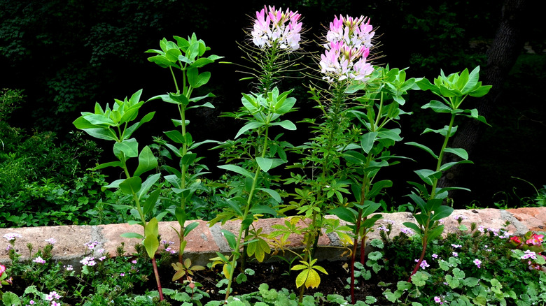 A few flowering Cleome plants growing in a large brick planter with assorted ground covers