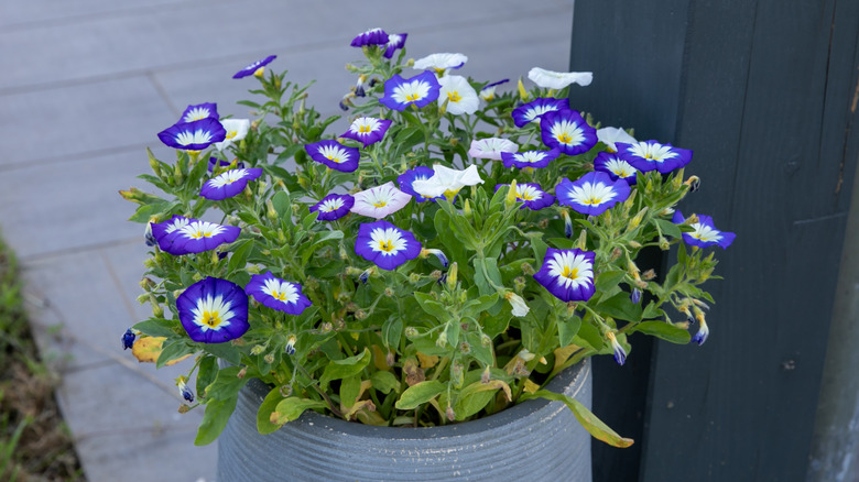 Dwarf morning glory growing in a large concrete planter in an enclosed patio.