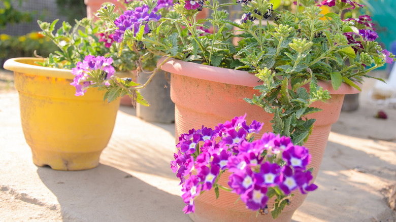 A purple verbena plant growing out of a plastic terracotta-look planter on a concrete patio