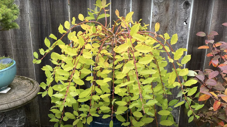 A dwarf weeping pussy willow in fall colors cascades over a blue glazed ceramic pot in a container garden.