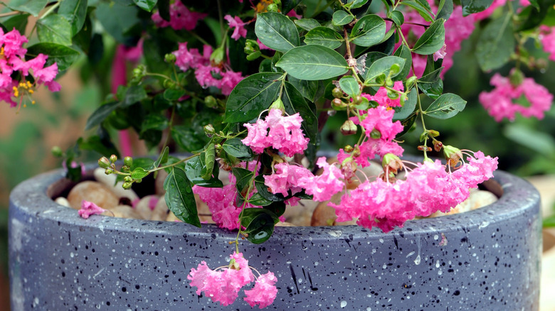 A pink flowering crape myrtle tree growing in a gray cement pot