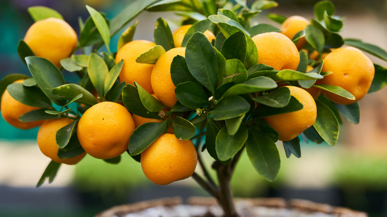 A Calamondin orange tree grows in a pot