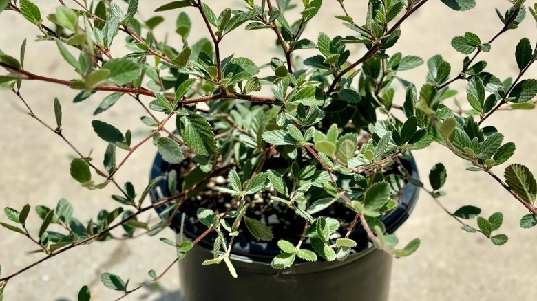 A small native birchleaf mountain mahogany is planted in a large black planter on a cement patio.