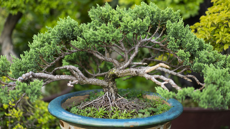 A bonsai conifer grows happily outdoors in a glazed ceramic planter
