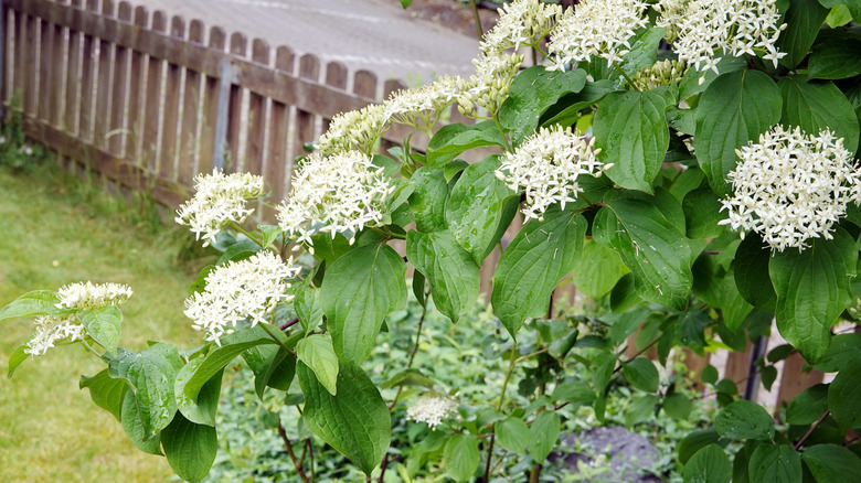 The white blooms of a pagoda dogwood
