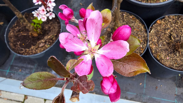 Flowering crabapple trees grow in black plastic planters on a paved patio