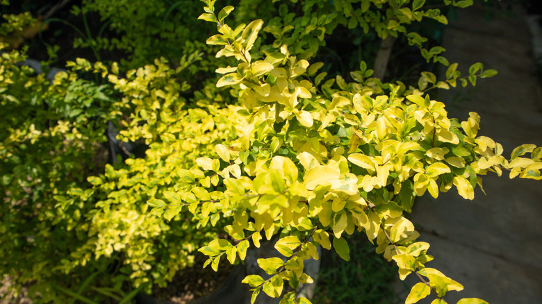 A sunshine ligustrum tree with yellow leaves