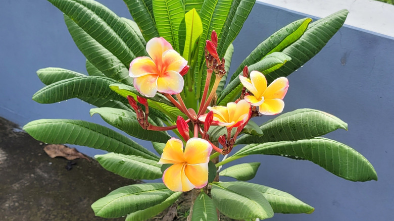 A yellow flowering plumeria grows in a plastic bucket in a concrete walled patio