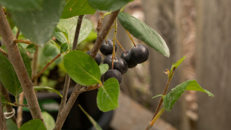 A close up of a potted chokeberry tree with black round berries and new green leaves.
