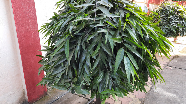 A mast tree planted along a sidewalk