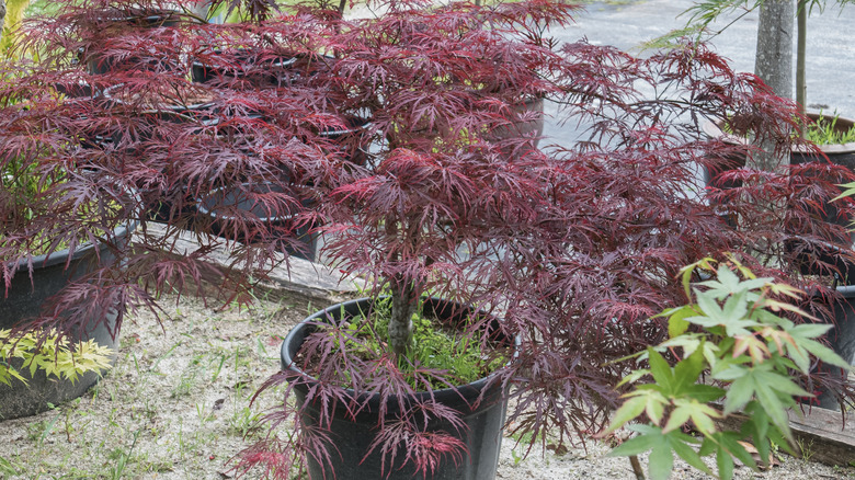 A Japanese maple tree with deep maroon leaves is planted in a black pot in a garden bed