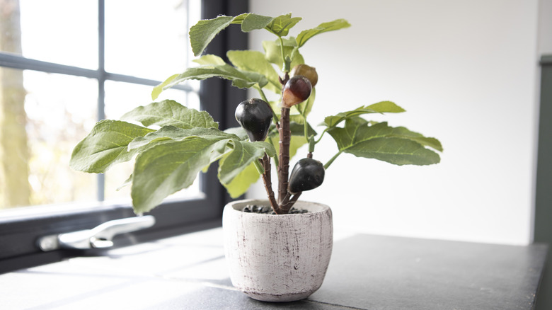 A small fruiting fig tree in a pot