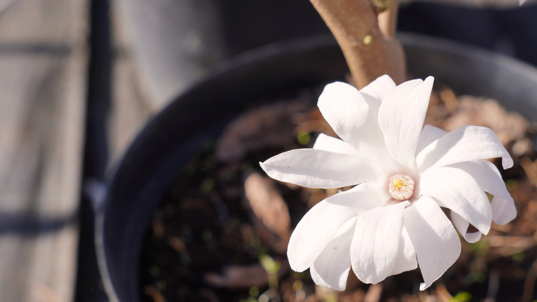 A flowering star magnolia tree planted in a black pot