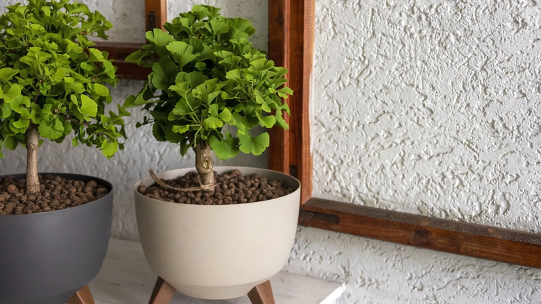 Small gingko plants in pots