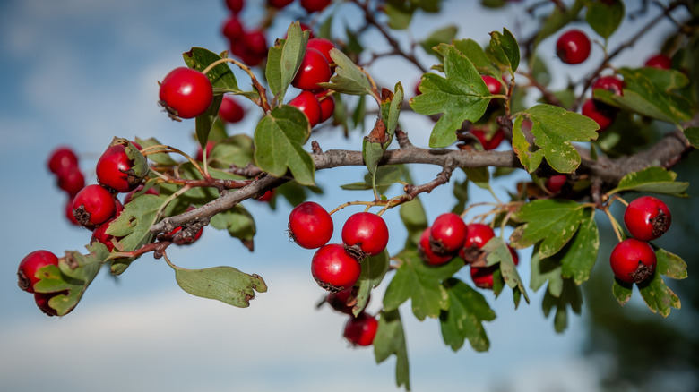 Hawthorn berries on a branch
