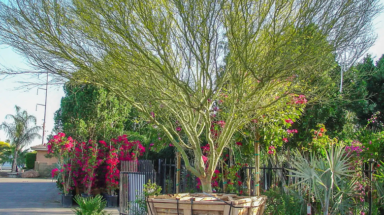 Blue palo verde tree planted in a large wooden planter outside a home.