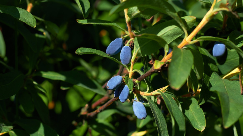 Berries on a honeyberry tree