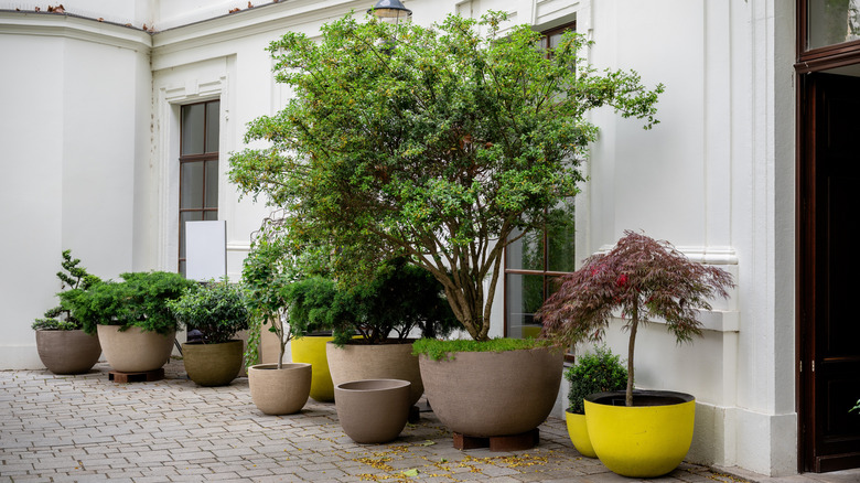 A variety of trees growing in large planters outside the front of a white-painted historic home