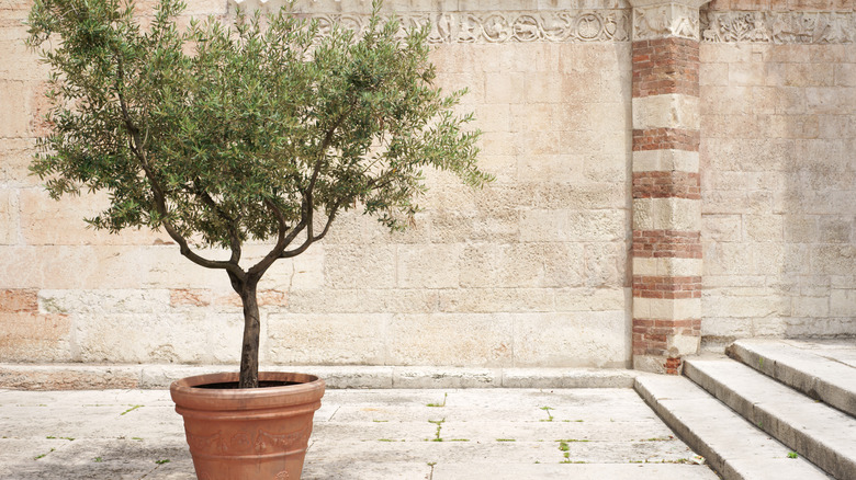 An olive tree planted in a terra cotta pot in an old ornate brick courtyard