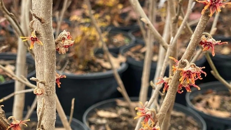 American witch hazel plants grow in black plastic pots in a nursery yard