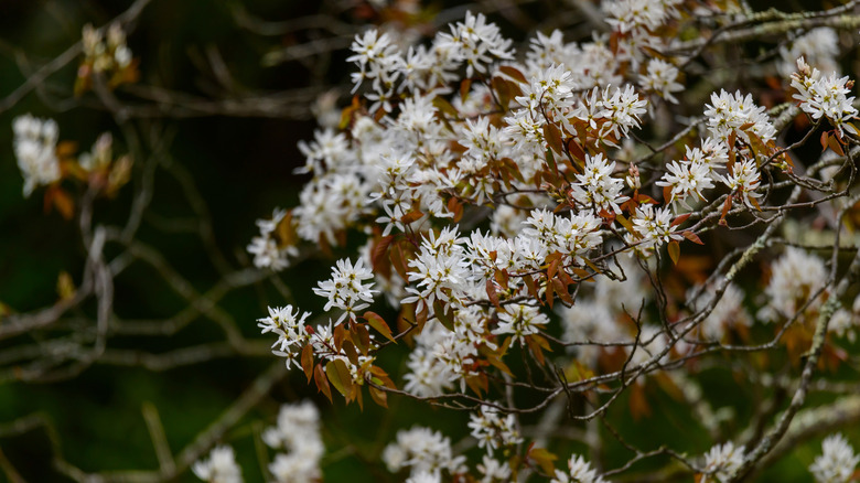 White blooms on a downy serviceberry tree